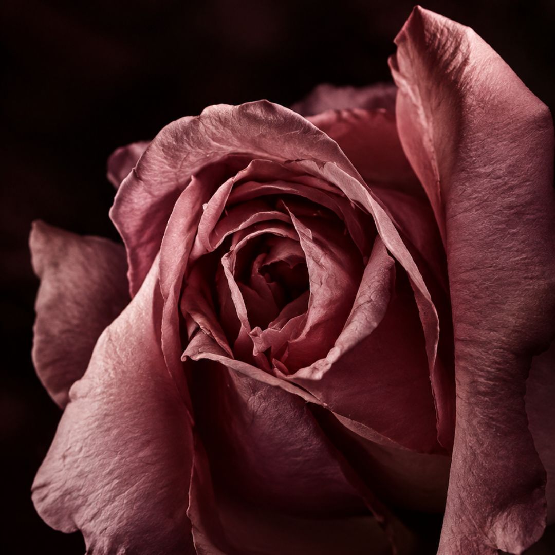 Perfume Ingredient Rose