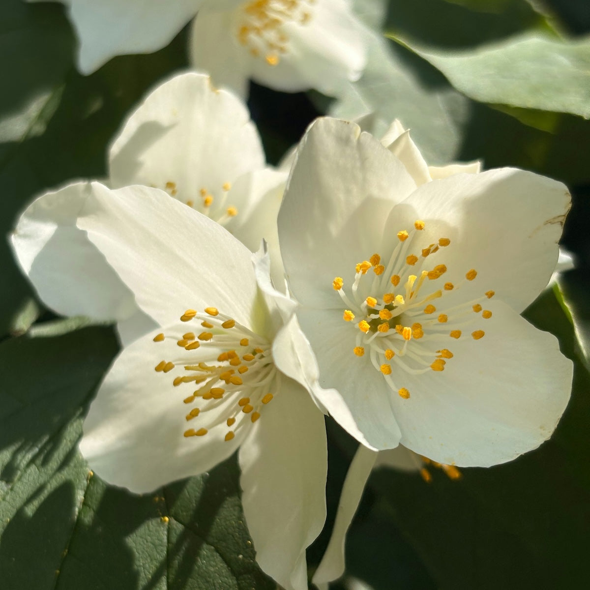 Jasmine Blume