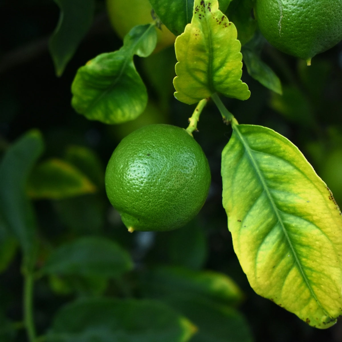 Limette