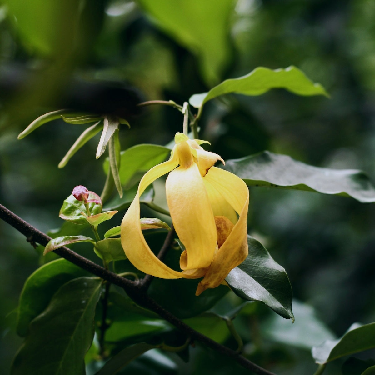 Ylang Ylang Blume